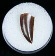Beautiful Raptor Tooth From Morocco #5175-1